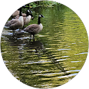 Freebird forever profile picture